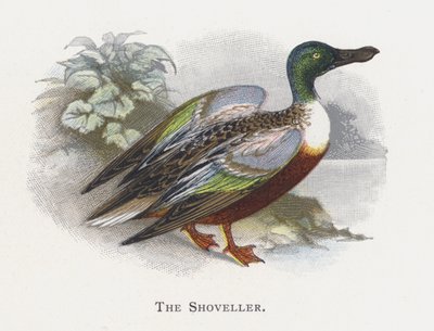 The Shoveller  by Alexander Francis Lydon